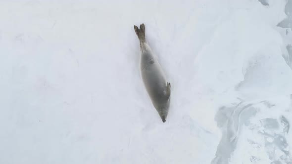 Weddell Seal Family Rest Aerial Top Down View