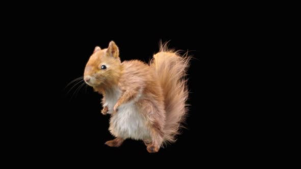 Squirrel Dancing HD