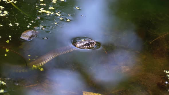 Head of Big Dice Snake in Marshes of Swamp Thickets and Algae. Slow Motion