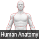 Interactive Human Anatomy - WordPress Plugin - CodeCanyon Item for Sale