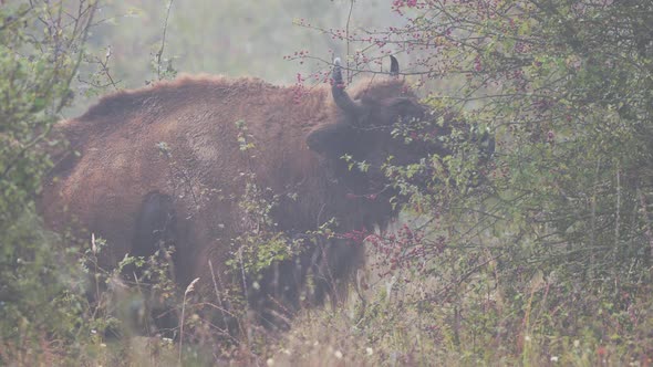 European bison bonasus bull eating leaves ina thicket in fog,Czechia.