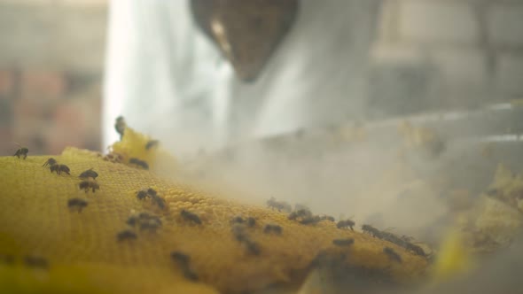 The Beekeeper Chases Away the Bees with the Comb Smoke From the Smoker