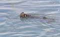 A Sea Otter With a Palette of Sea Urchins on its Chest - PhotoDune Item for Sale