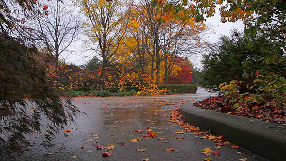 Autumn Rain