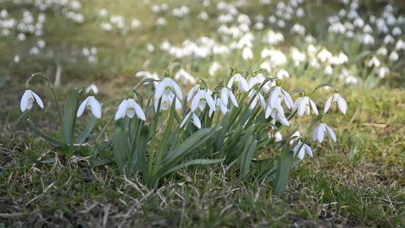 Wild White Snowdrops Moving in a Wind in Green Meadow