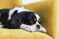 Portrait of a dog on yellow sofa - PhotoDune Item for Sale