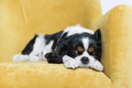 Portrait of a dog on yellow sofa - PhotoDune Item for Sale