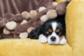 Portrait of a dog under warm blanket - PhotoDune Item for Sale