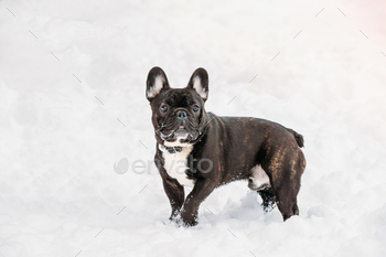Error 404 Page Not Found Concept. Playful Pets Outdoor. Adult Black French Bulldog Dog Walking