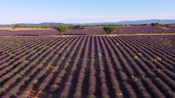 Lavender field in Valensole aerial view