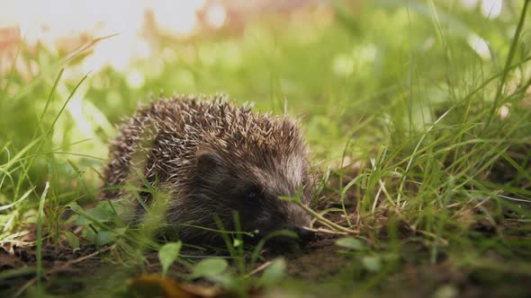 Cute prickly hedgehog in the grass