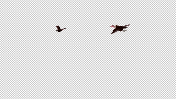 African Hooded Vultures - Two Griffon Birds - Flying Around Screen - Transparent Loop