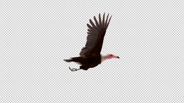 African Vulture Bird - Flying Griffon Raptor - Side View CU - Transparent Loop