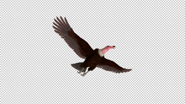 African Hooded Vulture - Flying Griffon Bird - Down View CU - Transparent Loop