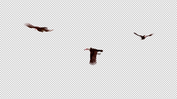 African Hooded Vultures - Three Griffon Birds - Flying Around Screen - Transparent Loop