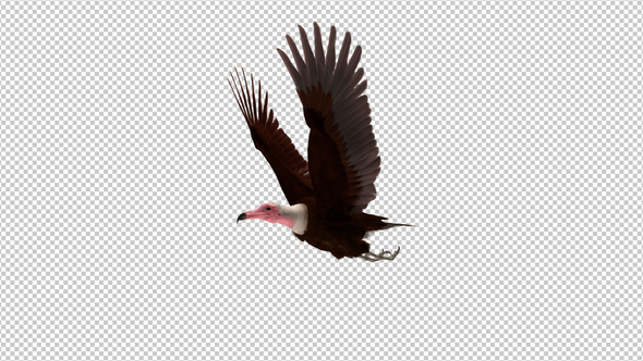 African Hooded Vulture - Flying Griffon Bird - Side Angle CU - Transparent Loop