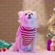 cute pretty brown chihuahua lap dog wear red sweater sit relax with christmas tree - VideoHive Item for Sale