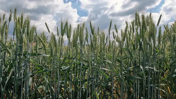 Spikelets of Green Wheat on a Background of Cloudy Sky