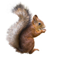 Red squirrel with a nut on a white background isolate - PhotoDune Item for Sale