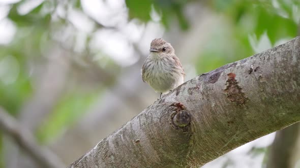 Little female austral vermilion flycatcher perching on tree branch, a male bird specie with scarlet