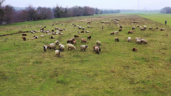 Pasture with fluffy domestic animals.