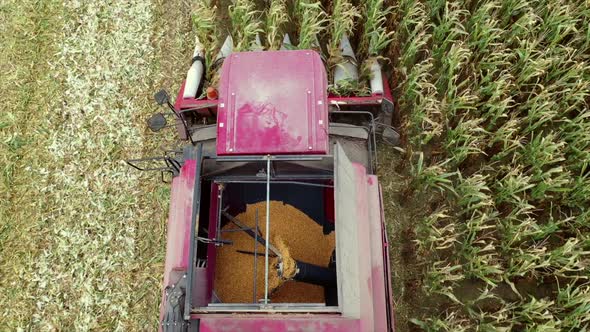 red harvester reaps the ripe corn crop