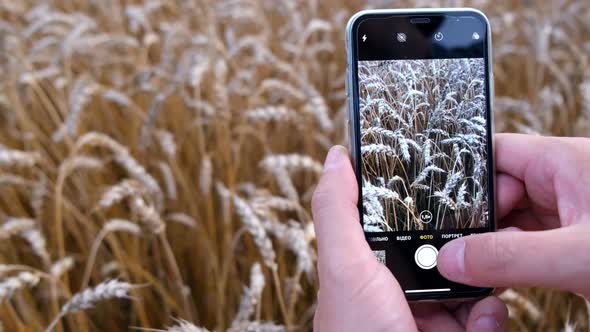 Close Up View of Ears of Wheat Through Smartphone