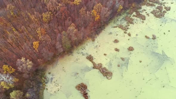 Forest Marsh Aerial Shot Fall Trees