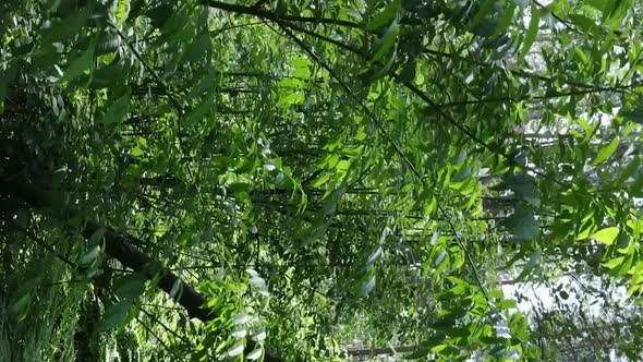 Vertical Video Aerial View Inside a Green Forest with Trees in Summer