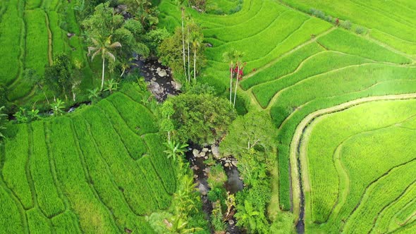 Aerial View of Rice Terraces. Landscape with Drone. Agricultural Landscape from The Air. 