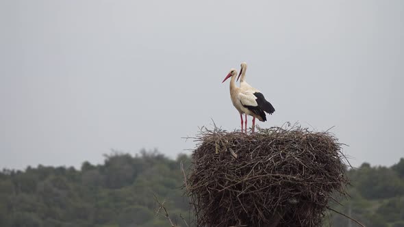 White Storks in the Nest, Portugal