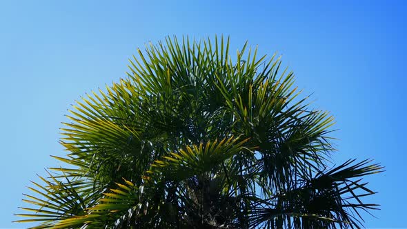 Tropical Spiky Plant In The Sun