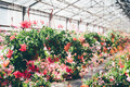 Spacious greenhouse with fresh blooming flowers on nice day. - PhotoDune Item for Sale