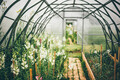 Spacious greenhouse with fresh blooming flowers growing on flowerbeds on nice day. - PhotoDune Item for Sale