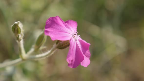 Beautiful Rose Campion pink color flower 4K 2160p 30fps UltraHD footage - Lychnis coronaria plant in