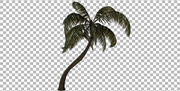 Palm Tree
