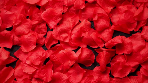 Background of Beautiful Red Rose Petals. Top View