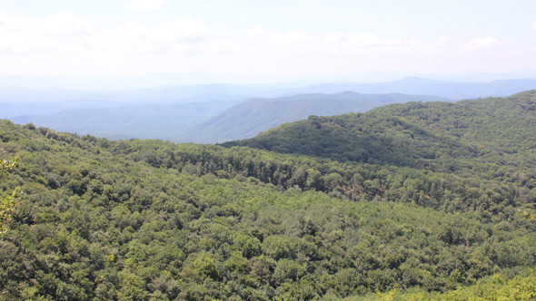 Forest In The Mountains 1