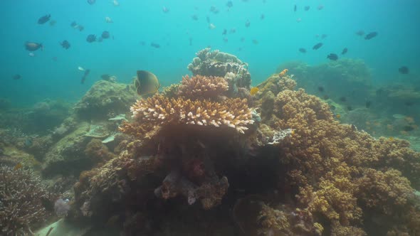 Coral Reef and Tropical Fish. Philippines, Mindoro