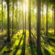 Birds Singing In Forest - AudioJungle Item for Sale