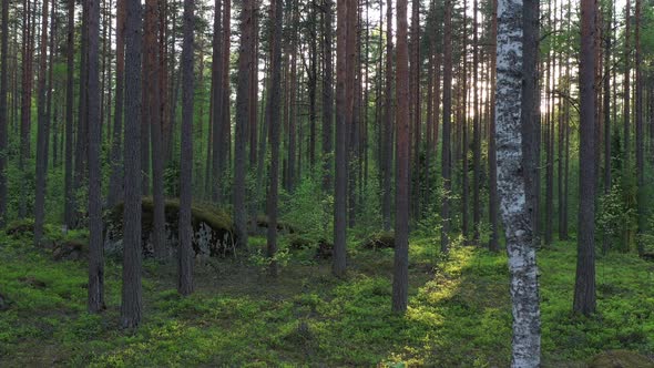 Flight in the evergreen forest on a summer sunny day