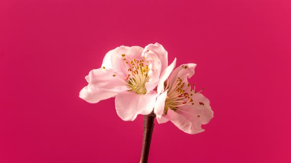 Peach Blossom Timelapse Rotating on Red