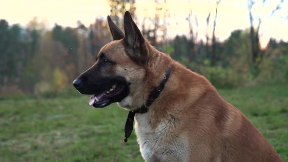 The Dog Looks Into the Distance and Into the Camera. German Shepherd Close-up. Dog in Nature. Green