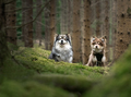 A young Finnish Lapphund dog and puppy - PhotoDune Item for Sale