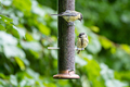 Great tit bird on a bird feeder outdoors - PhotoDune Item for Sale
