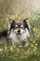 Portrait of a young Finnish Lapphund dog - PhotoDune Item for Sale