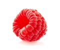 One raspberry in closeup on white background - PhotoDune Item for Sale