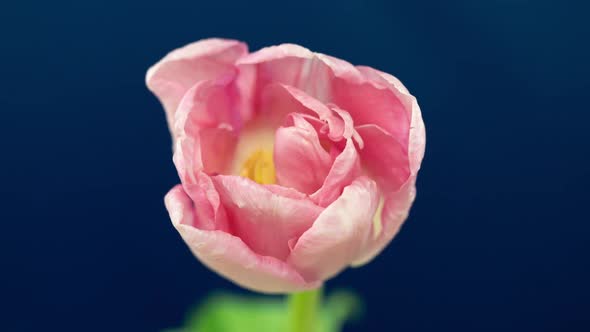 Top View Growing Pink Bud Tulip Flower