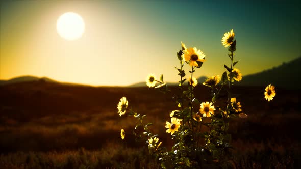 Wild Flowers on Hills at Sunset
