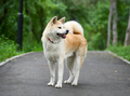 Akita inu japanese dog - PhotoDune Item for Sale